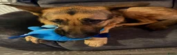German Shepherd dogs for sale: Storm in Romney Marsh - Advert 1