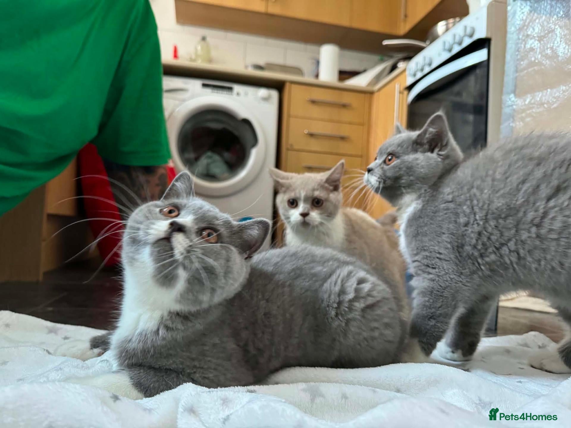 British Shorthair cats 🐾British Shorthair Kittens GCCF Registered🐾 - Advert 1