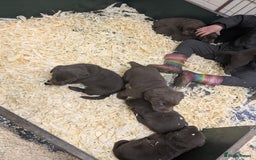 Labrador Retriever dogs for sale: Gorgeous chocolate Labrador puppies for sale - Advert 11