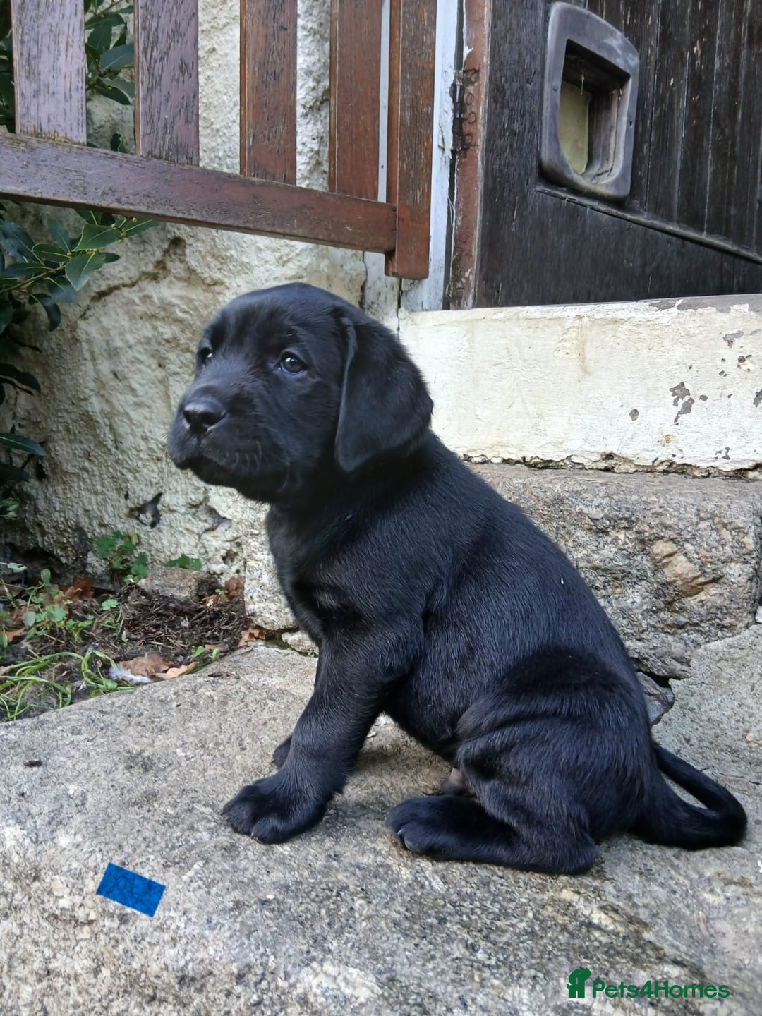 Labrador Retriever dogs for sale: Beautiful KC registered black Labrador puppies - Advert 9