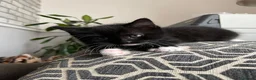 British Shorthair cats for sale: Kittens for sale - Advert 9