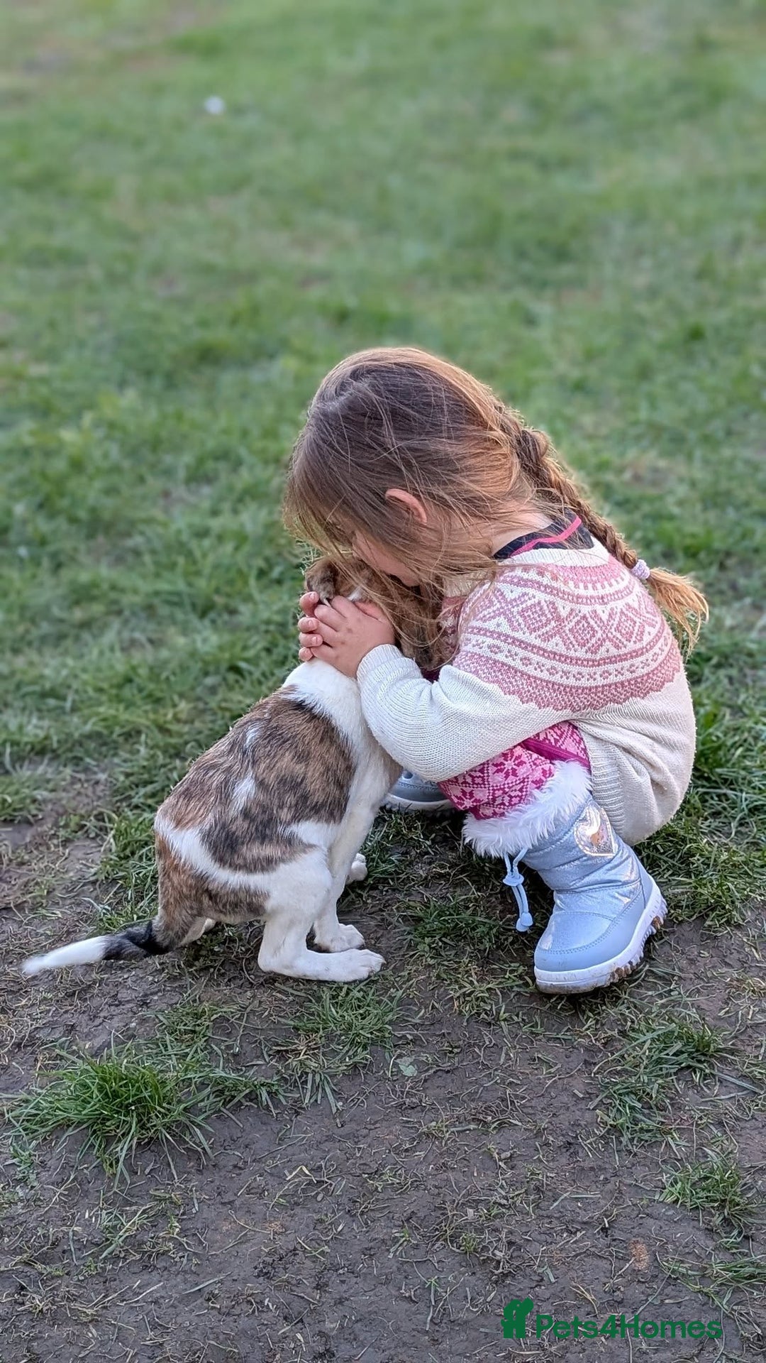 Mixed Breed dogs for adoption: Sylvie for adoption - Advert 4