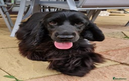 Cocker Spaniel dogs for sale: Pedigree English Show Cocker Spaniel Puppies - Image 6