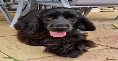 Cocker Spaniel dogs - Advert 3