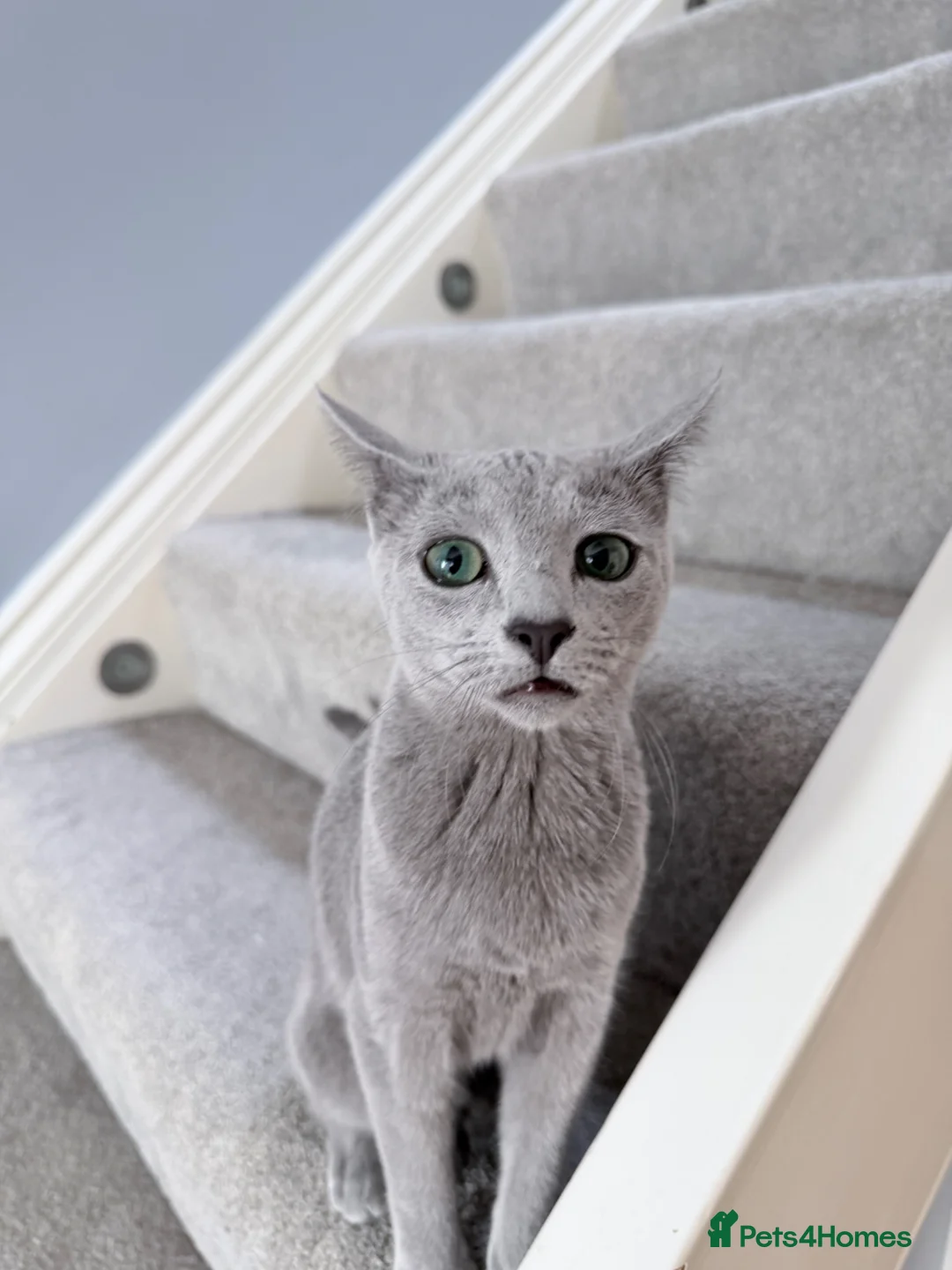 Russian Blue cats for sale: 6M Russian Blue Kitten Looking for4 Loving Home 🐾 - Advert 2