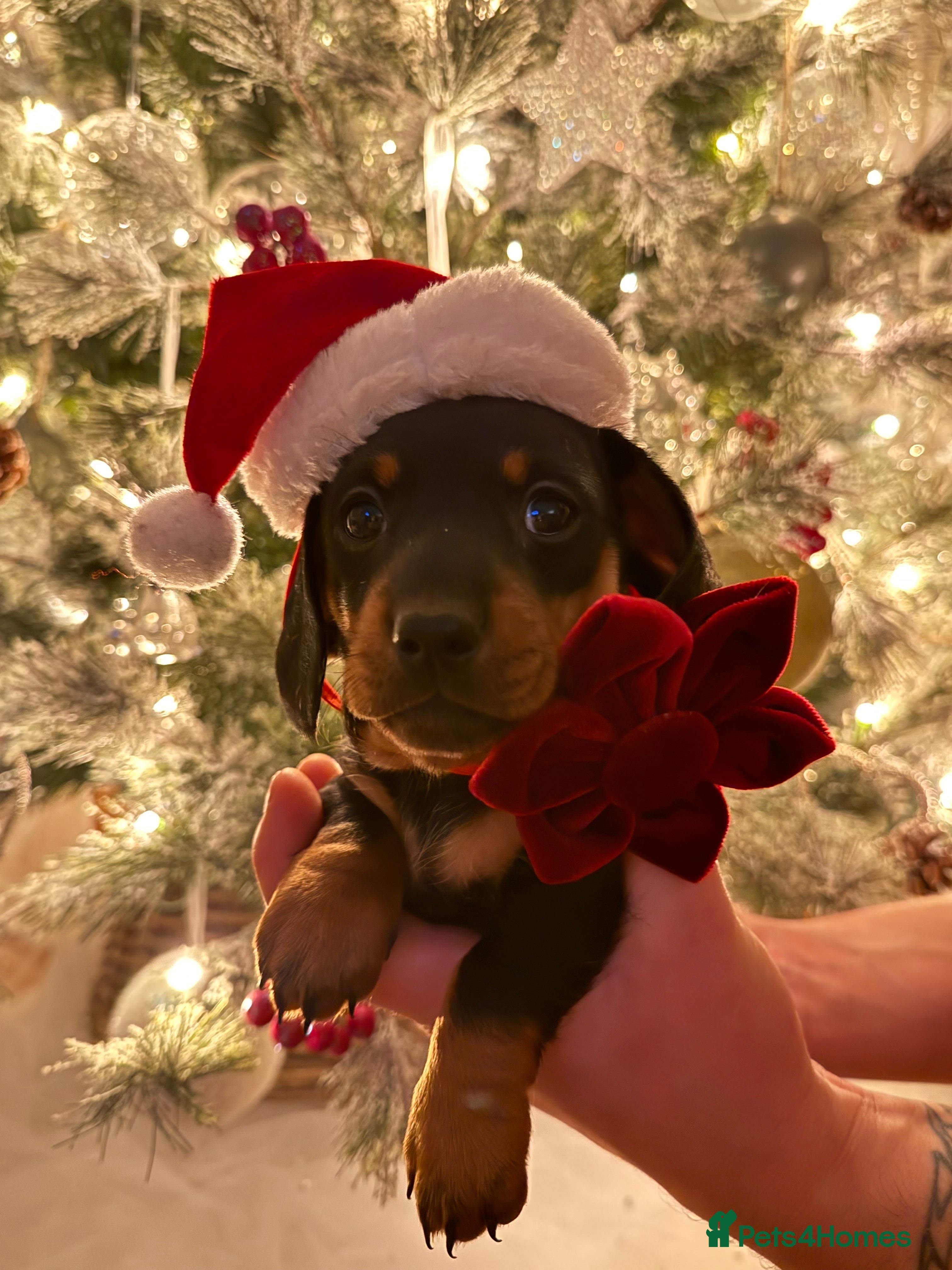 Miniature Dachshund dogs Miniature Dachshunds Need Loving Forever Homes - Advert 11