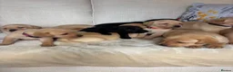 Labrador Retriever dogs for sale: DNA tested KC reg Labrador puppies - Advert 16