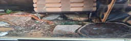 Corn Snake reptiles for sale: Gorgeous corn snake with viv and full set up in Clynderwen - Advert 14