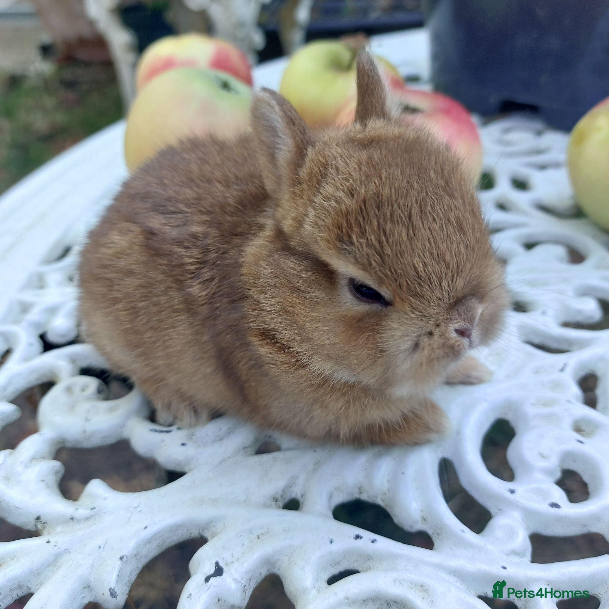 Netherland Dwarf rabbits NEATHERLAND DWARF x BABIES  - Advert 2