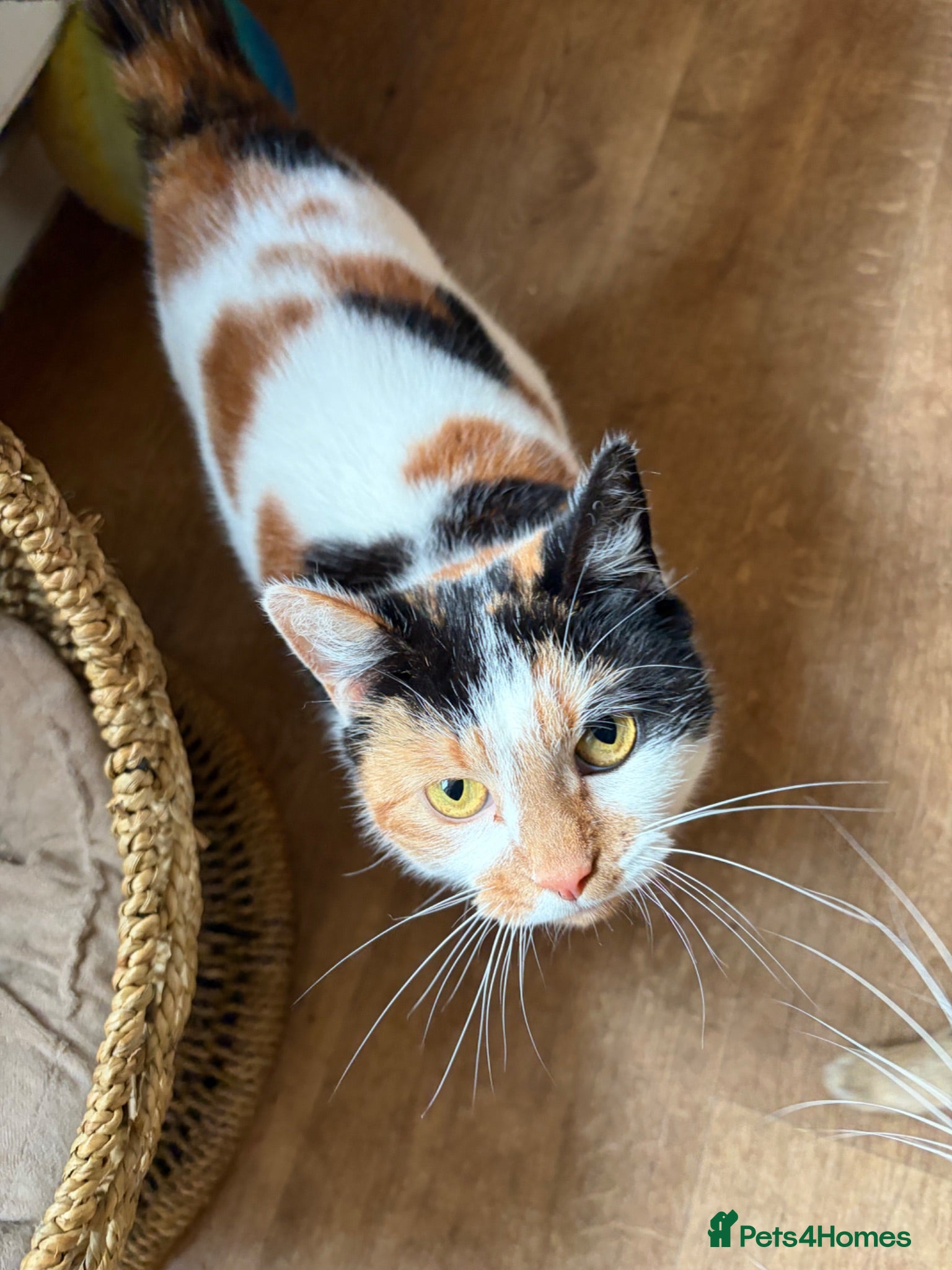 British Shorthair cats Calico girl for sale - Advert 11