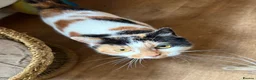 British Shorthair cats for sale: Calico girl for sale - Advert 1