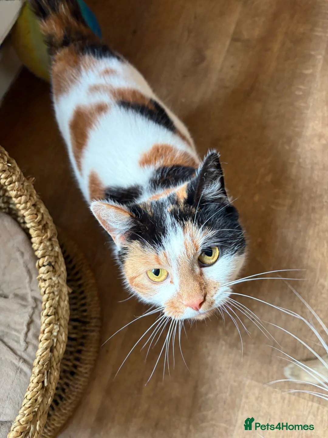 British Shorthair cats for sale: Calico girl for sale - Advert 1