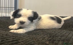 Cocker Spaniel dogs for sale: KC Working Cocker Spaniel Puppies - Image 1