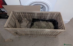 Mini Lop rabbits for sale: Mini Lop for a good home 🥰 - Image 29