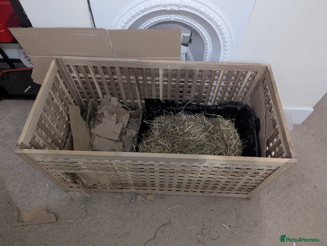 Mini Lop rabbits for sale: Mini Lop for a good home 🥰 - Image 29