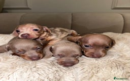 Miniature Dachshund dogs for sale: Stunning ISABELLA miniature dachshunds  - Image 15