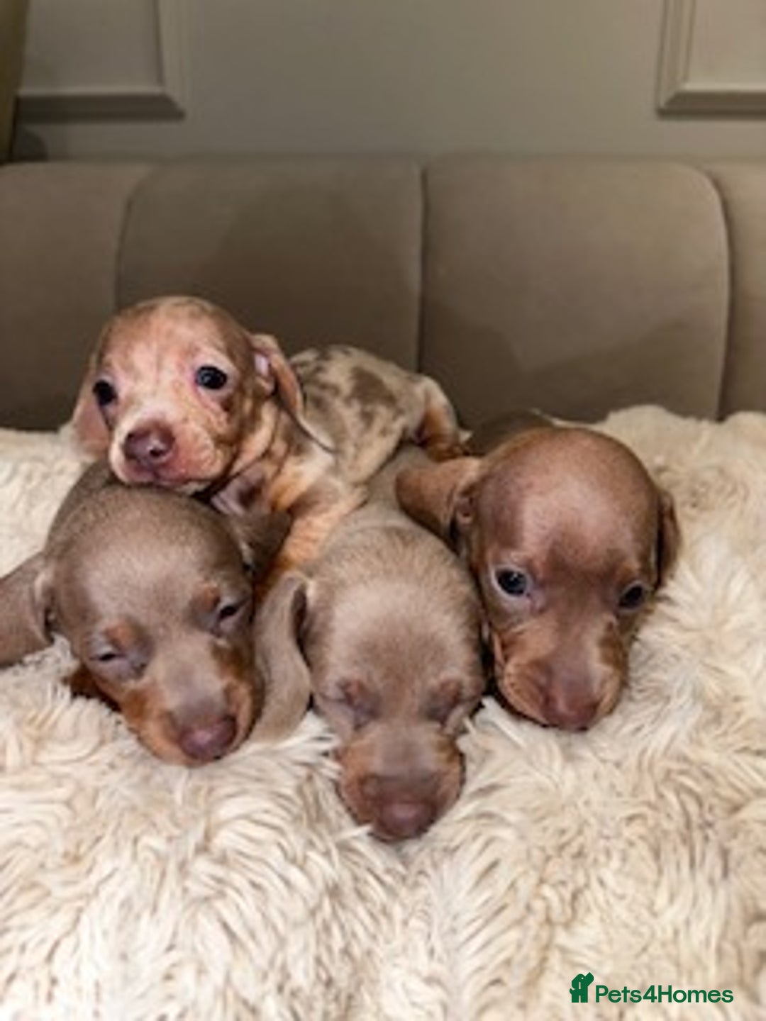 Miniature Dachshund dogs for sale: Stunning ISABELLA miniature dachshunds  - Image 15