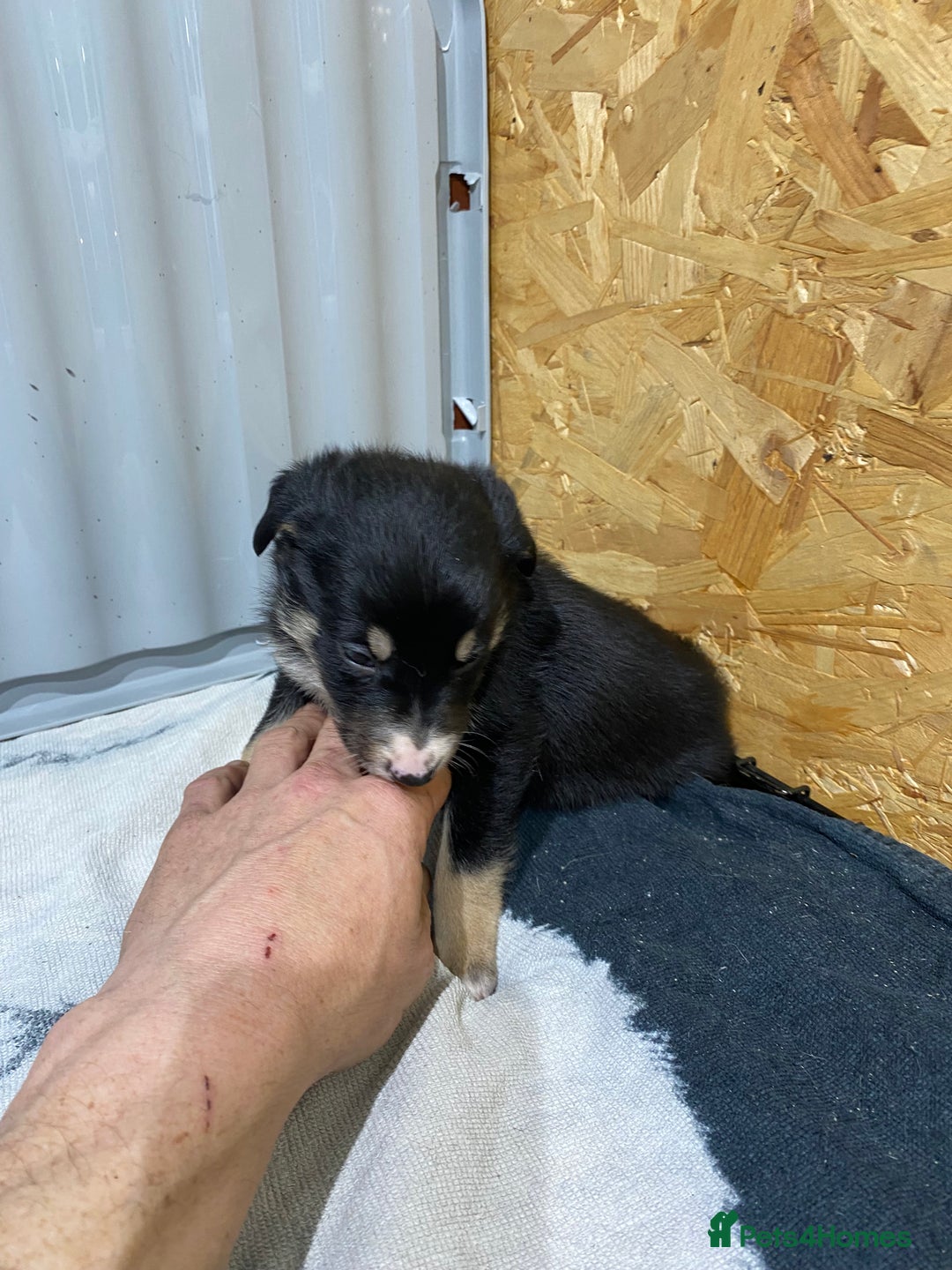 Border Collie dogs for sale: Beautiful border collie pups  - Advert 21