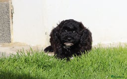 Poochon dogs for sale: F1 Poochon puppies For Sale  - Image 19