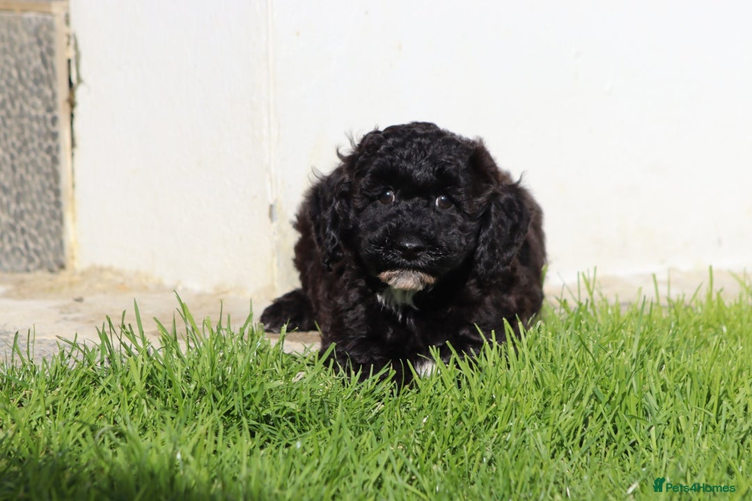 Poochon dogs for sale: F1 Poochon puppies For Sale  - Image 19