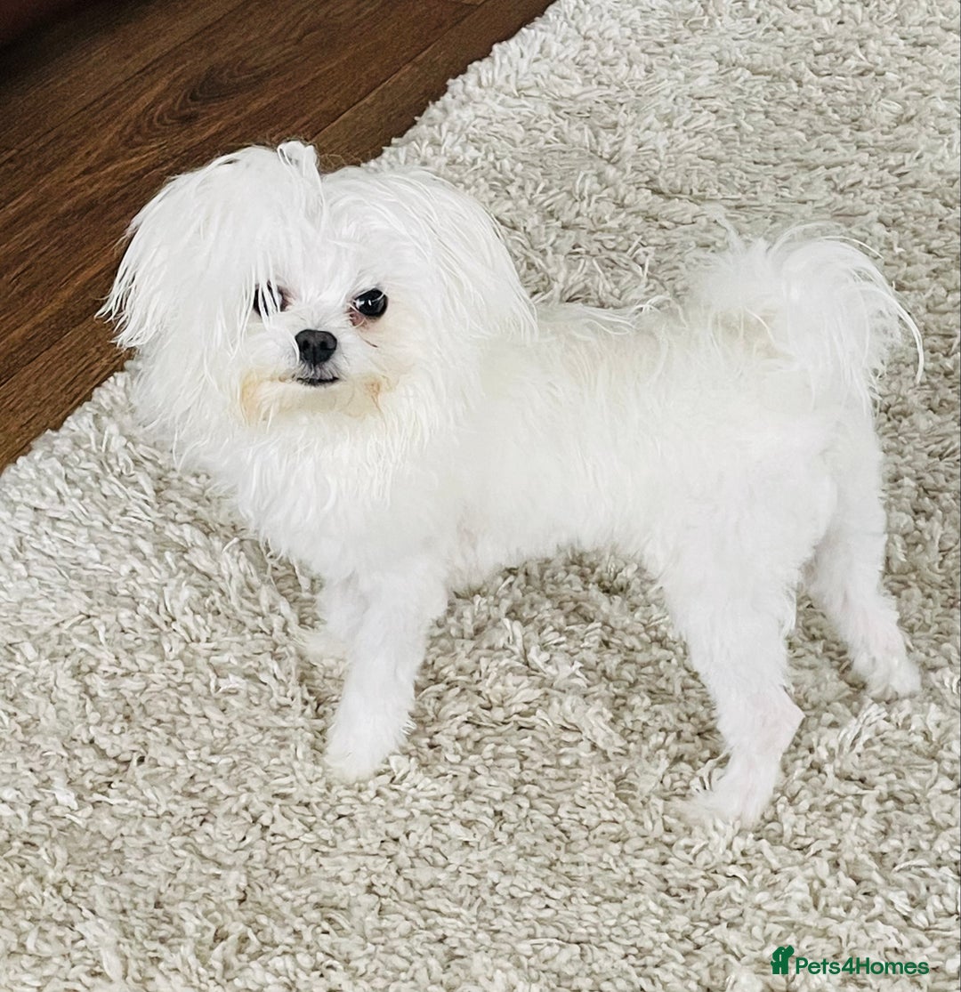 Maltese dogs for sale: 7 month old Maltese looking for a home  - Advert 3