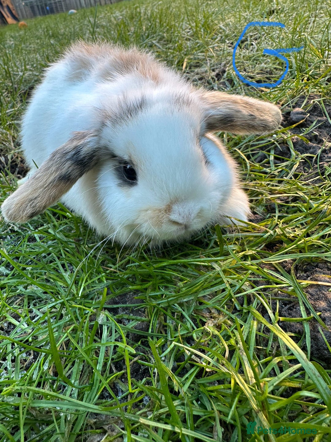 Mini Lop rabbits for sale: Mini Lop Rabbits  - Advert 6