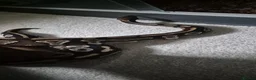Python Snake reptiles for sale: 2 ball pythons - Advert 11