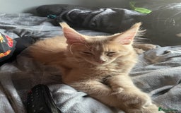 Maine Coon cats for sale: One Beautiful TICA Registered Maine Coon Boy Left! - Image 6