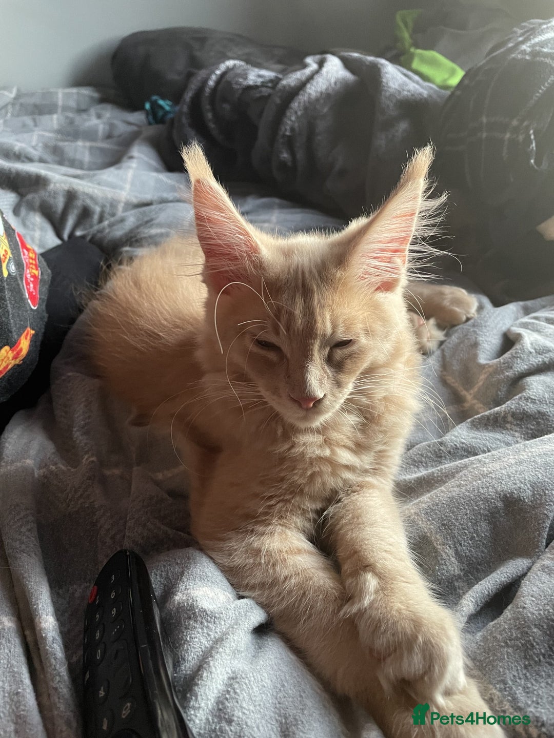 Maine Coon cats for sale: One Beautiful TICA Registered Maine Coon Boy Left! - Image 6