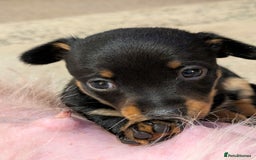Mixed Breed dogs for sale: Pomchi x Dachshund 3 females  - Advert 8