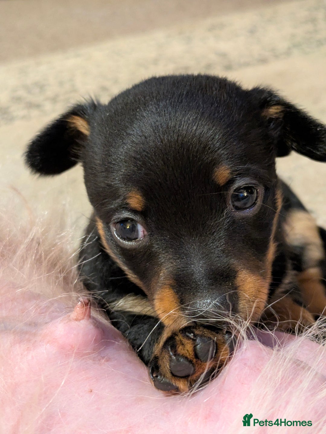 Mixed Breed dogs for sale: Pomchi x Dachshund 3 females  - Advert 8