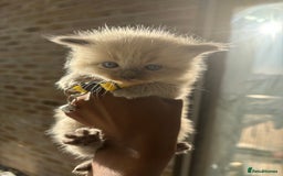 Ragdoll cats for sale:  Gorgeous fluffy chocolate ragdoll kittens🐾🥹 - Image 1