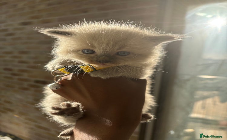 Ragdoll cats - Advert 2