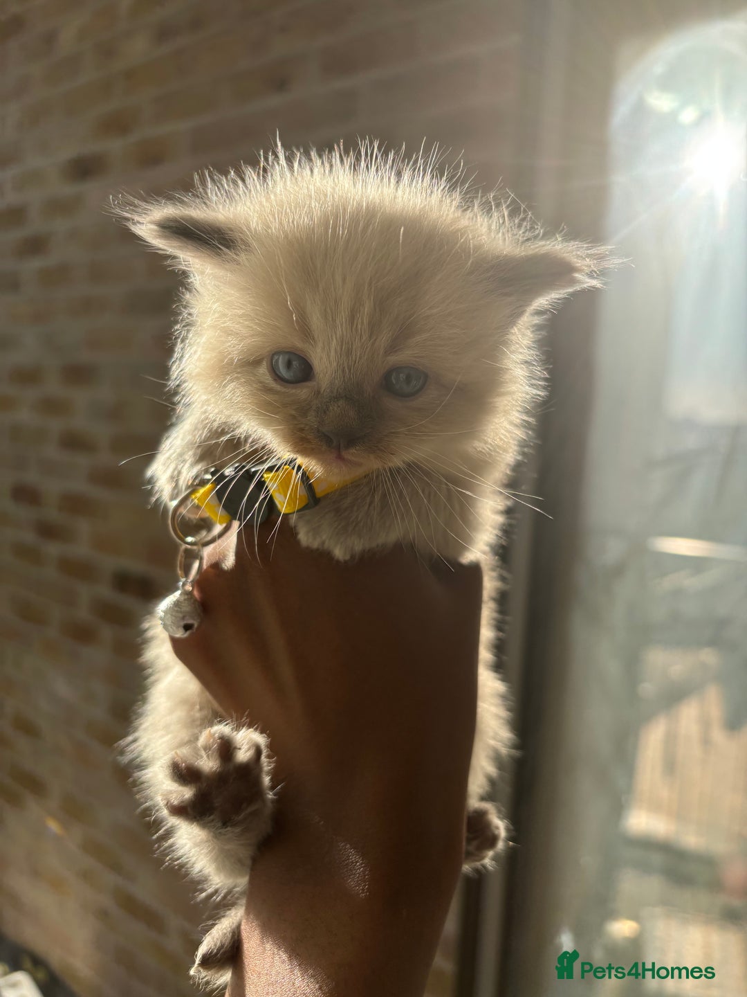 Ragdoll cats for sale:  Gorgeous fluffy chocolate ragdoll kittens🐾🥹 - Image 1