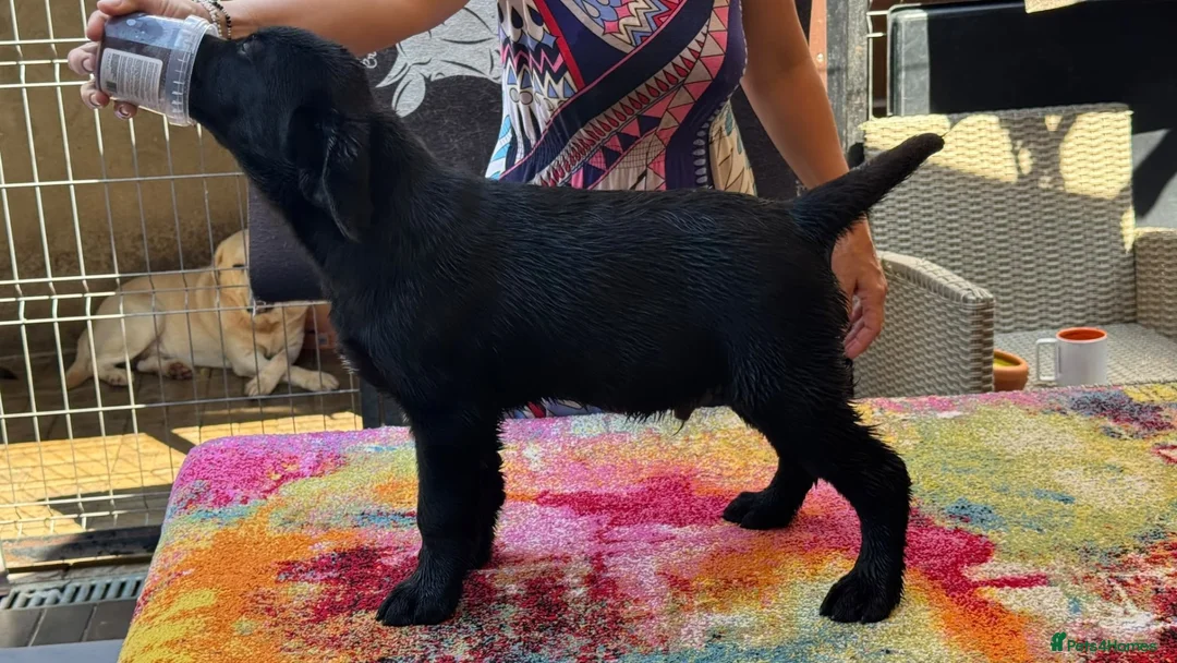 Labrador Retriever dogs for sale: KC Reg Yellow & Black Labrador Pupp - Advert 2