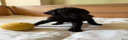 Cockapoo dogs for sale: Ready Now f1b Black & Brown Cockapoo Puppies! 🐾 - Advert 4