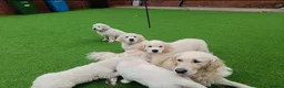 Golden Retriever dogs for sale: Golden retriever pup with all necessities  - Advert 1