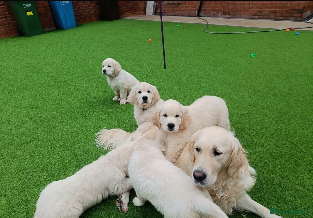 Golden Retriever dogs for sale: Golden retriever pup with all necessities  - Advert 1