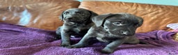 Labrador Retriever dogs for sale: Black Labrador Puppies, 5* Licensed Breeder - Advert 22