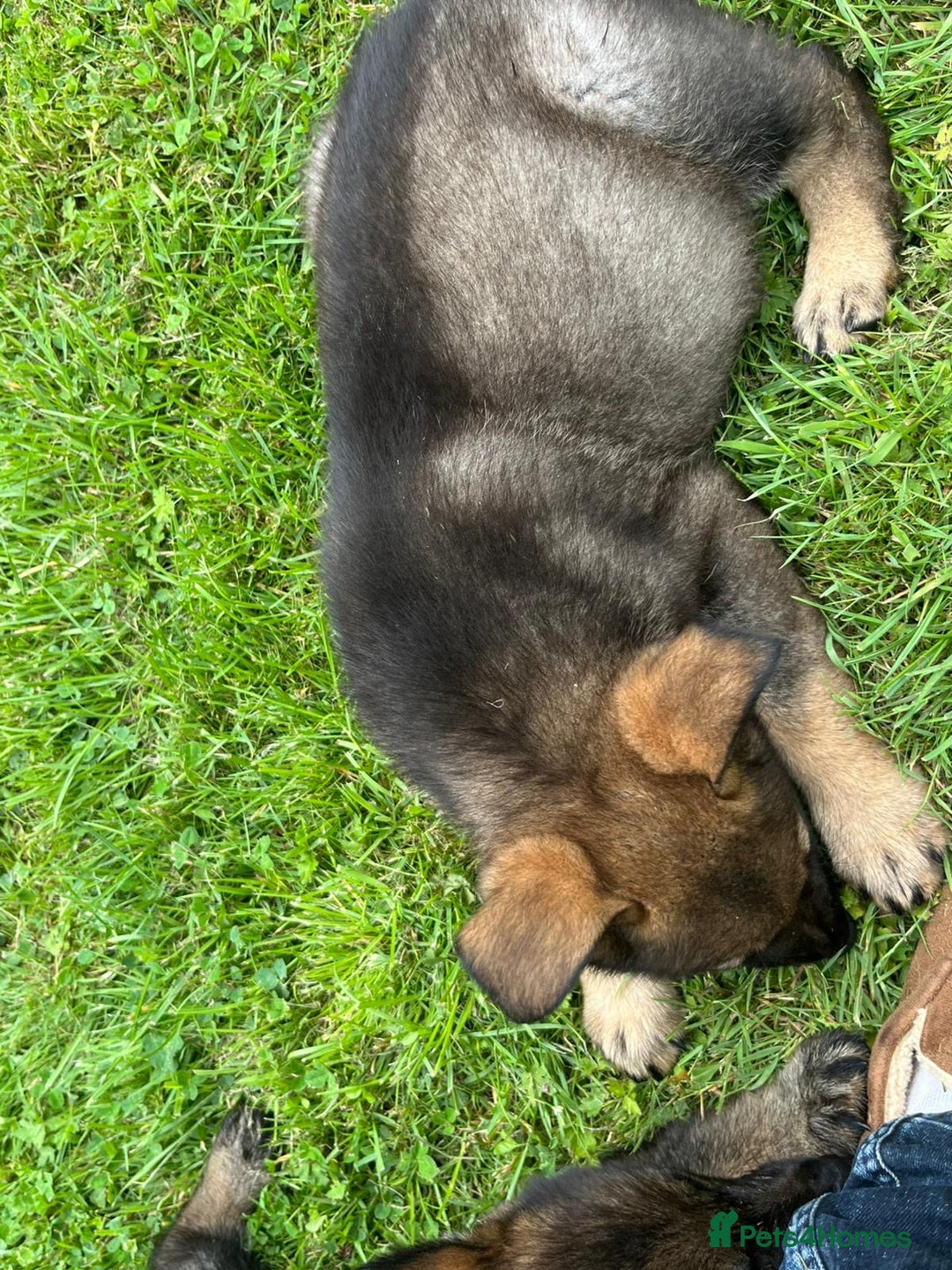 German Shepherd dogs for sale: German Shepherd Pups  - Image 31