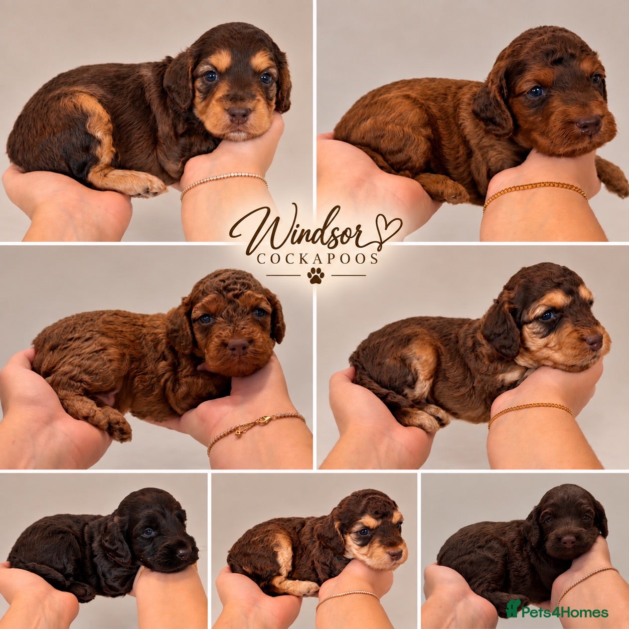 Cockapoo dogs Extensively DNA Tested Cockapoo Puppies 🧬 - Advert 1