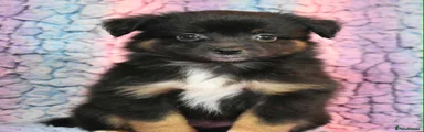 Miniature American Shepherd 3