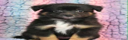 Miniature American Shepherd dogs for sale: Top Quality, RKC Reg, Health Tested Puppies in Buxton - Advert 2