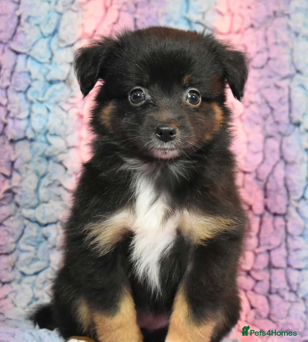 Miniature American Shepherd dogs for sale: Top Quality, RKC Reg, Health Tested Puppies in Buxton - Advert 2