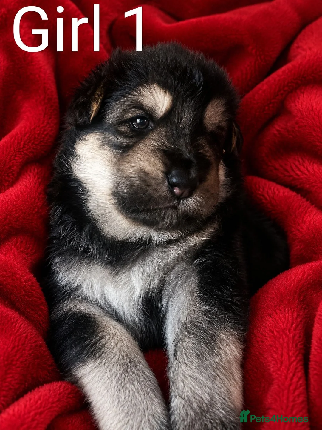 German Shepherd dogs for sale: Three girl German shepherd puppies  - Advert 2