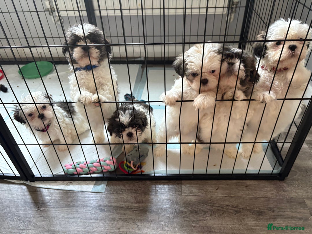 Shih Tzu dogs for sale: 4 Shih tzu girls  - Image 23