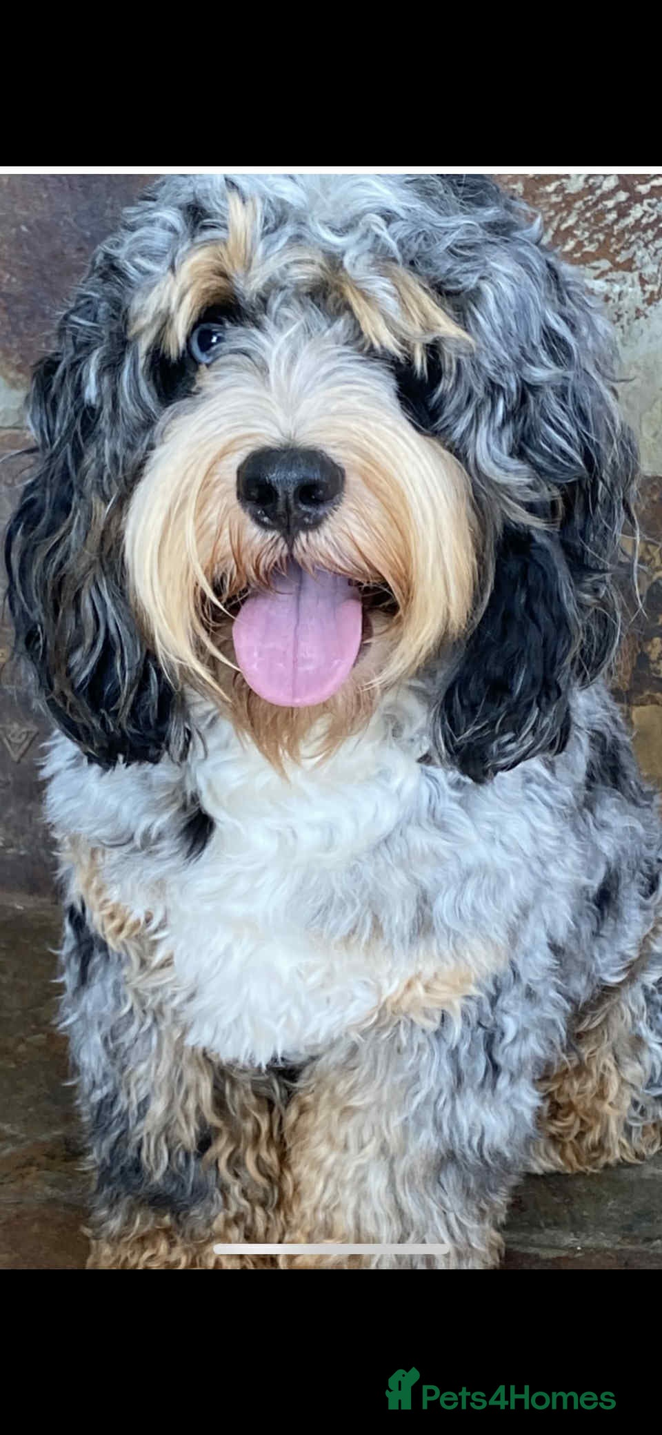 Cockapoo dogs unique and beautiful f3 american cockapoo stud - Advert 16