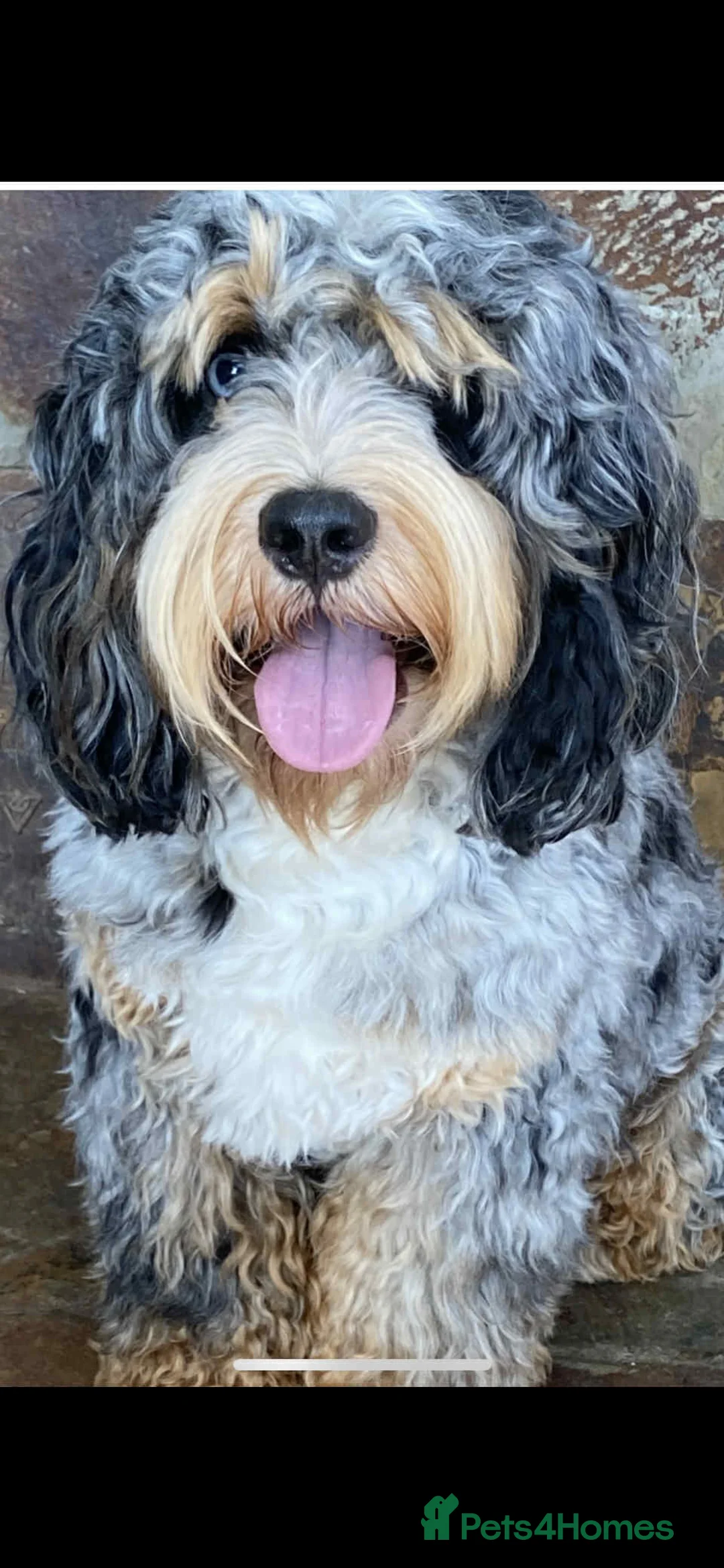 Cockapoo dogs for stud: unique and beautiful f3 american cockapoo stud - Advert 1