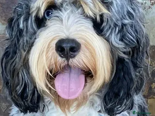 Cockapoo dogs unique and beautiful f3 american cockapoo stud - Advert 16