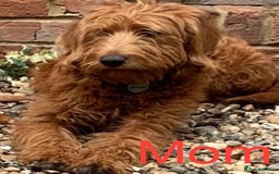 Labradoodle dogs for sale: Labradoodle Fox Red ❤️💞❤️Health check - Image 12
